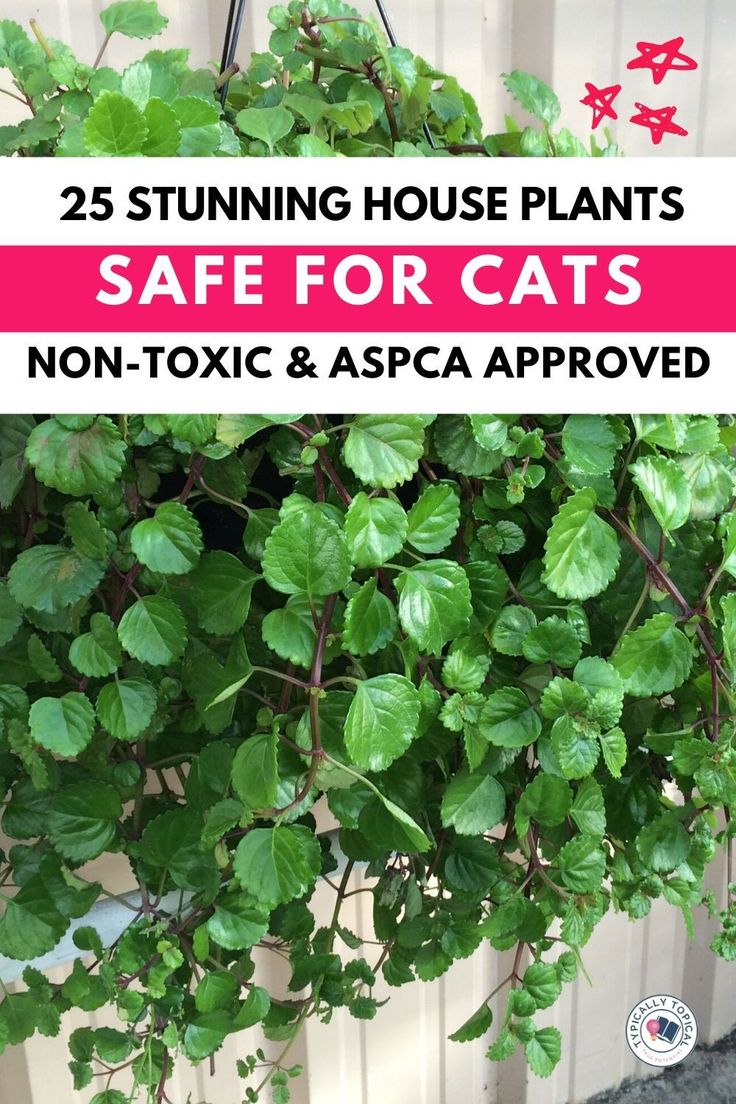 a potted plant with the words 25 stunning house plants safe for cats non - toxic and aspac approved