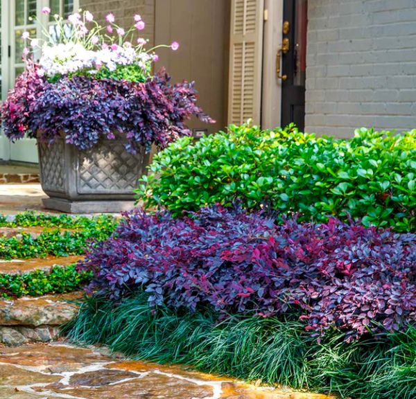 purple and green plants are growing on the side of a stone walkway in front of a house