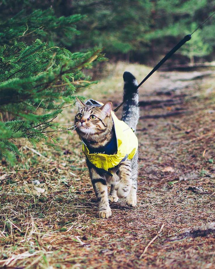 a cat wearing a yellow vest walking down a dirt road with a tree in the background