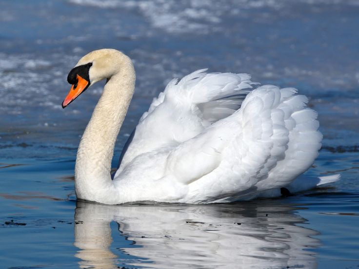 a white swan is swimming in the water