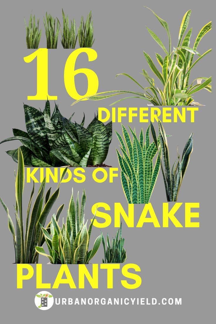 plants with the words 16 different kinds of snakes