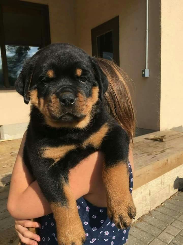 a woman holding a puppy in her arms