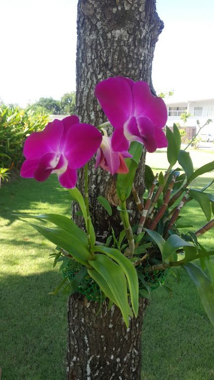 purple flowers are growing on the trunk of a tree