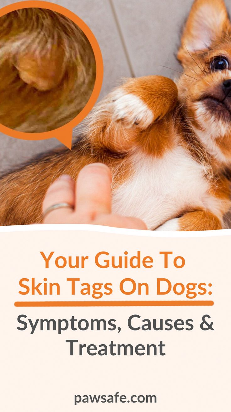 Finding odd lumps on your dog can be scary, and it's no different with skin tags on dogs. Read on to know when it's fine and when to worry. Remove Skin Tags Naturally, Dog Haircuts, Get Rid Of Warts, Skin Tags, Home Remedy For Cough, Skin Natural Remedies, Cold Sores Remedies, Natural Health Care, Natural Sleep Remedies