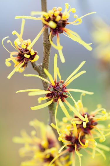 some yellow and red flowers are growing on a tree branch in the sun, with blurry background