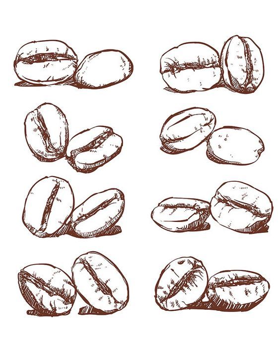 different kinds of beans drawn in ink on paper, each with their own drawing technique