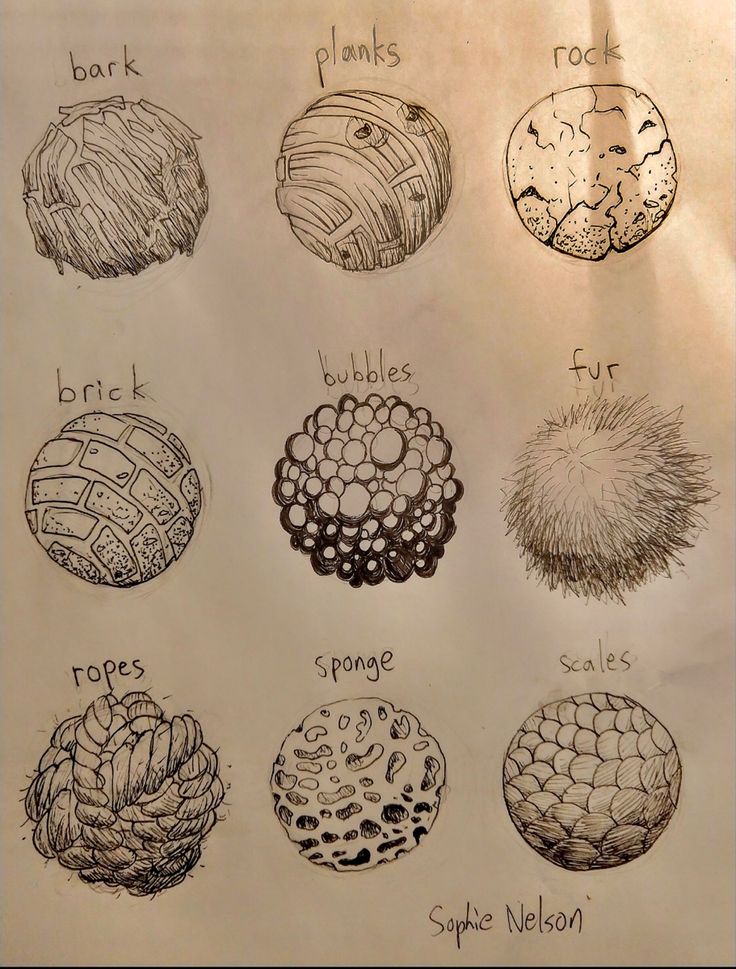 a drawing of different types of plants and rocks on a piece of paper with writing