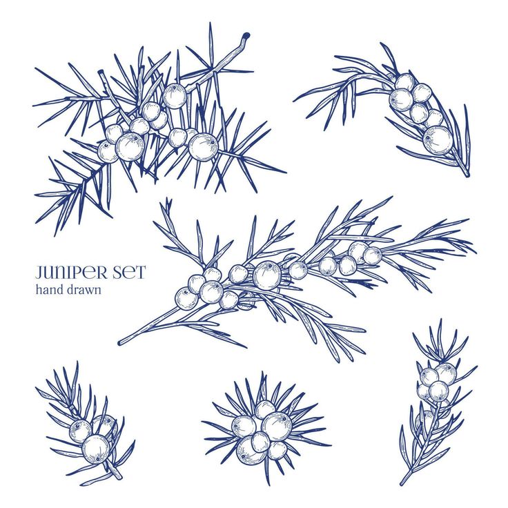 a set of hand drawn pine branches and berries