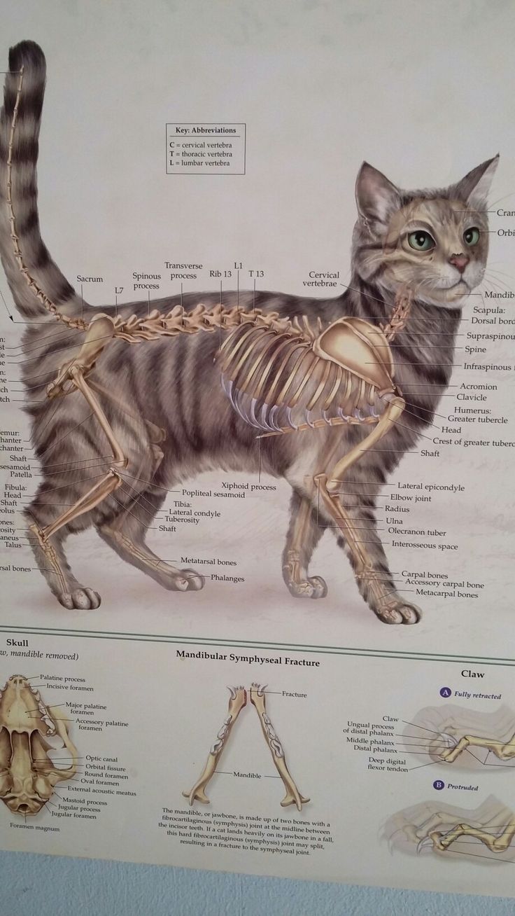 a cat standing next to a diagram of the human body and its skeletal systems on display