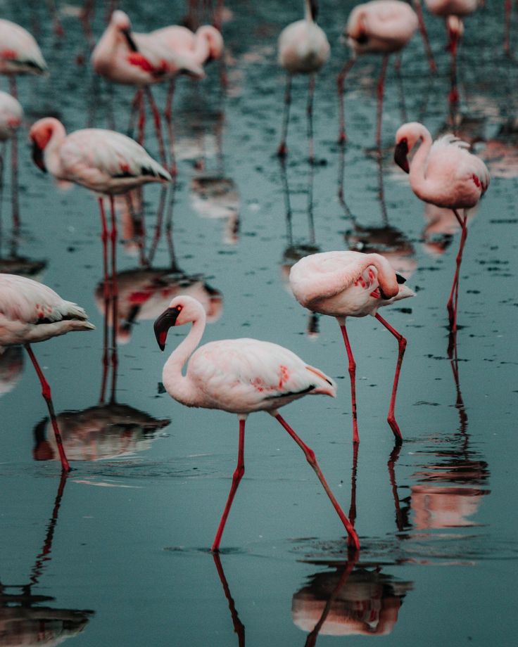 many flamingos are standing in the water together