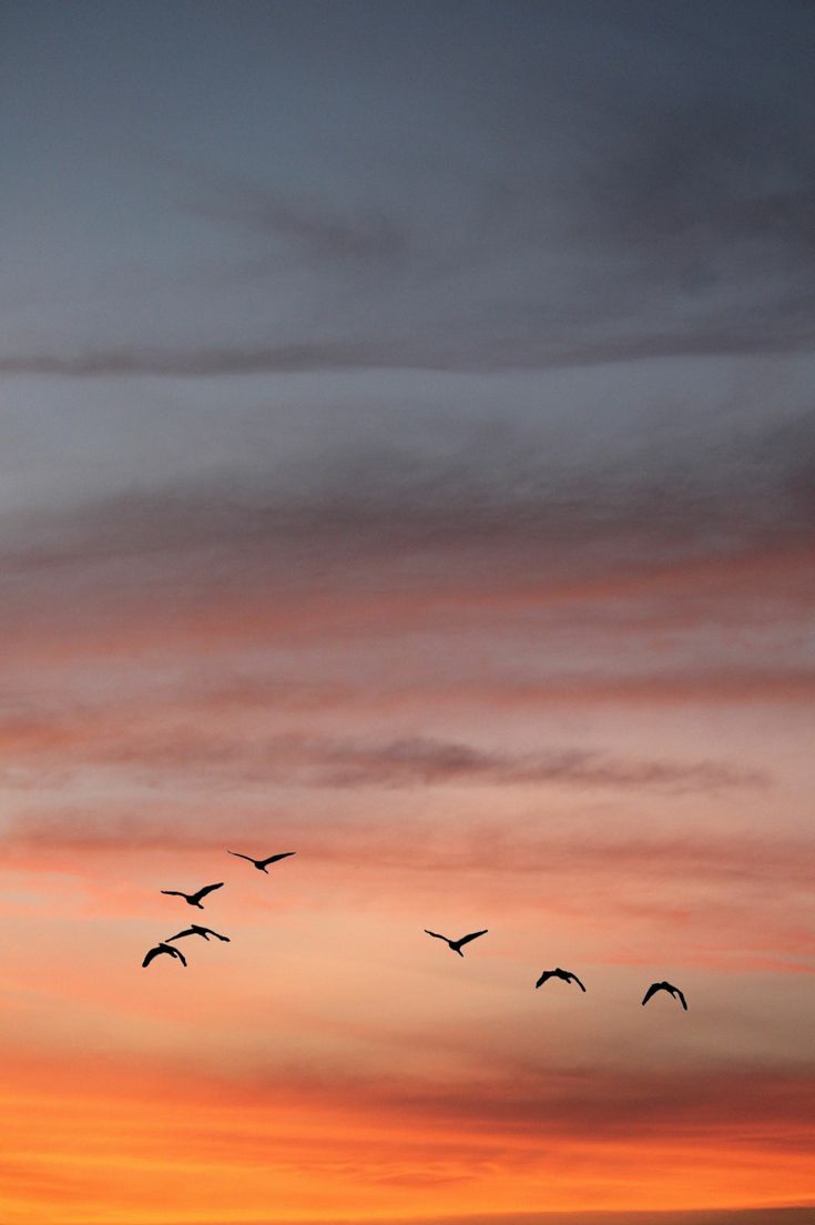 a flock of birds flying over the ocean at sunset