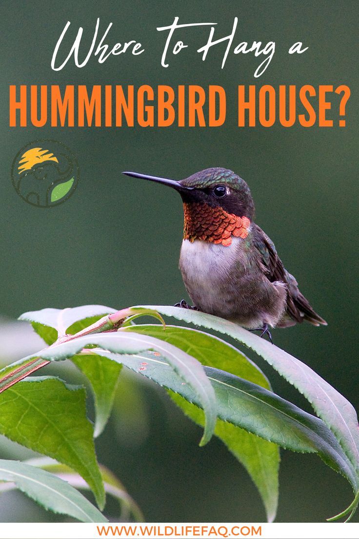 a hummingbird sitting on top of a green leafy branch with the words, where to have a hummingbird house?