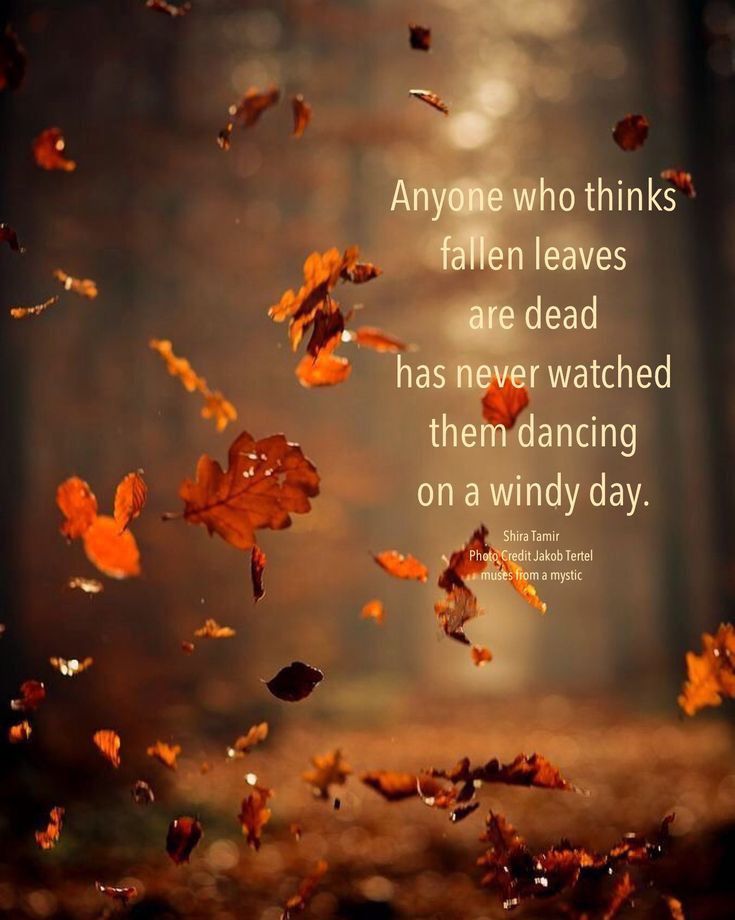 autumn leaves falling in the air with a quote above it that says, anyone who thinks fallen leaves are dead has never watched them dancing on a windy day