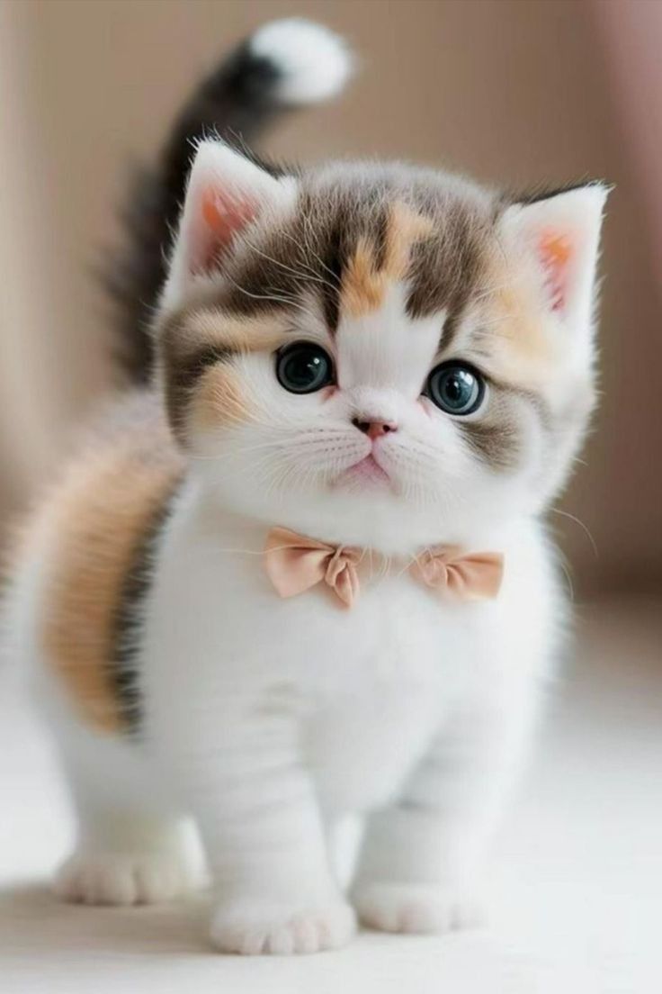 a small kitten wearing a bow tie looking at the camera while standing on its hind legs