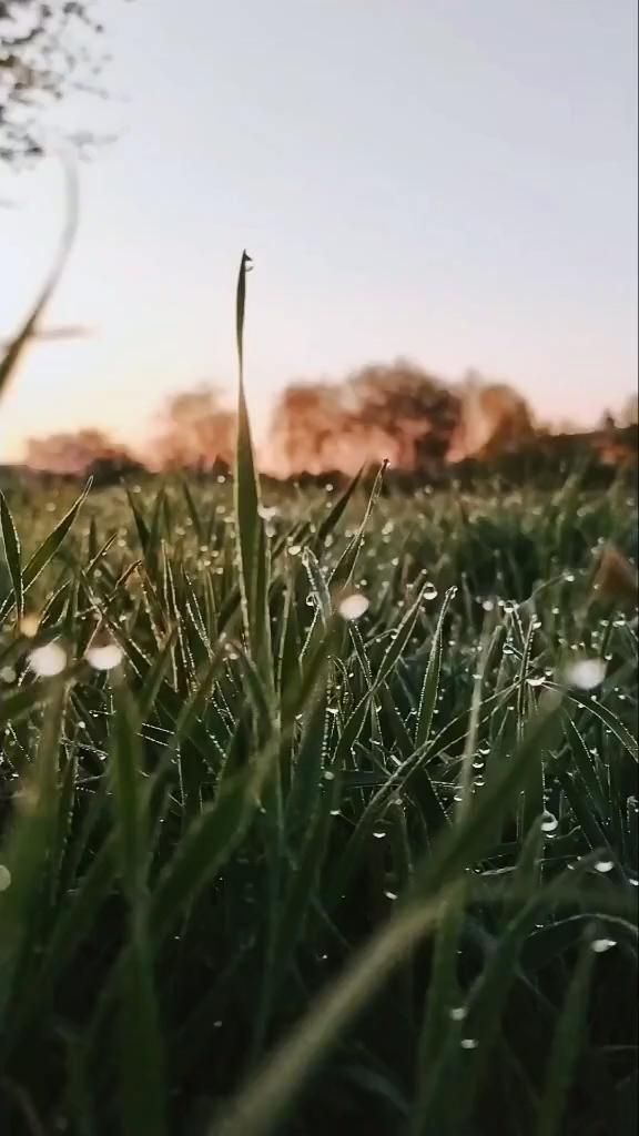 the grass is covered with drops of dew as the sun goes down in the background