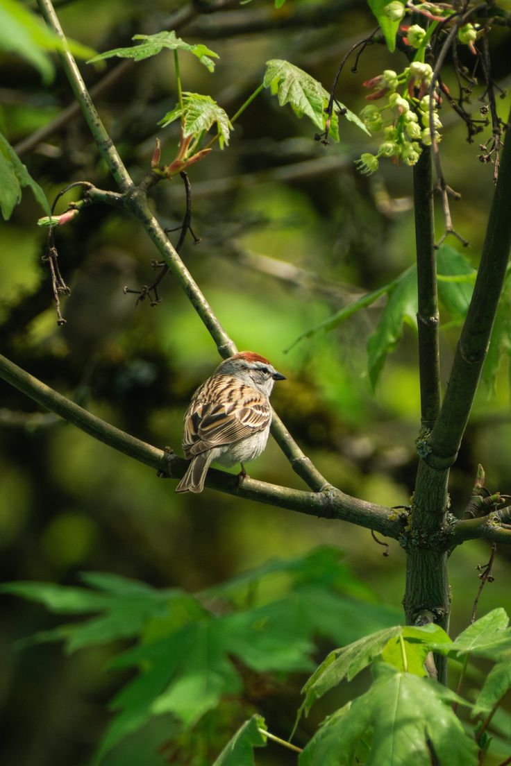 A chipping sparrow is perched on a branch in a big leaf maple tree, surrounded b greenery. Birds On Tree Photography, Chipping Sparrow, Greenery Photography, Kale Plant, Wild Birds Photography, Landscape Reference, Gratitude Practice, Bird On A Branch, Birds Photography