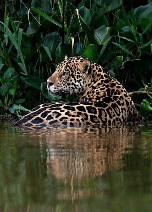 a large leopard laying on top of a body of water next to lush green plants