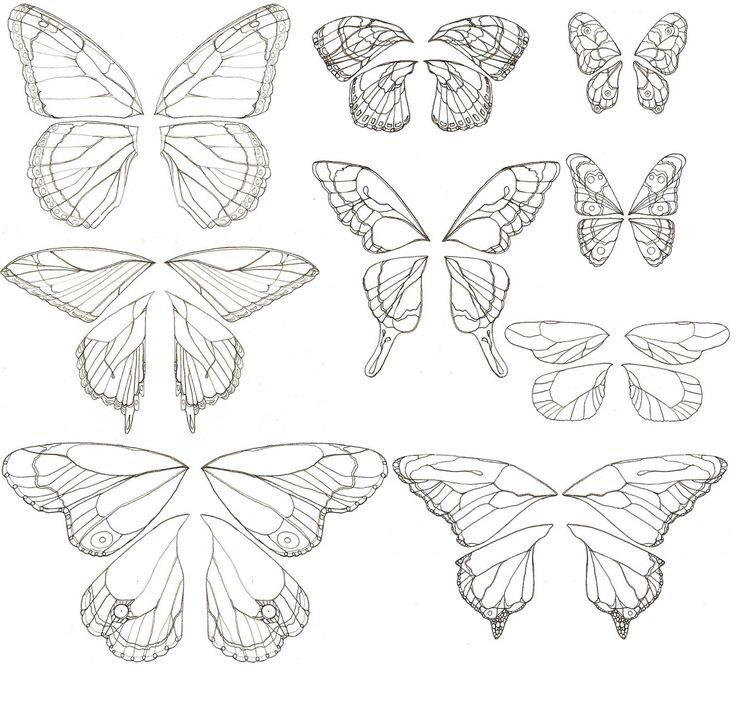 several different butterflies are shown in black and white, each with their own wings spread out