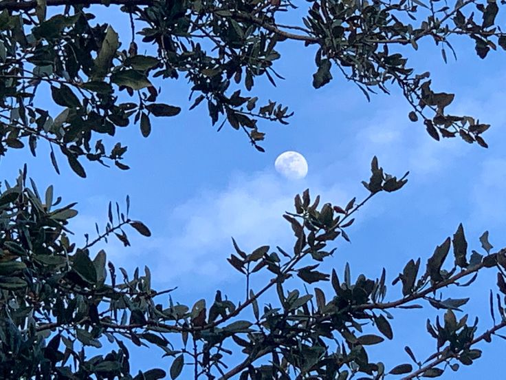 the moon is seen through the leaves of a tree in front of a blue sky