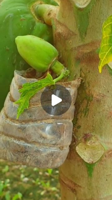 a tree that has some kind of green plant growing out of it's trunk