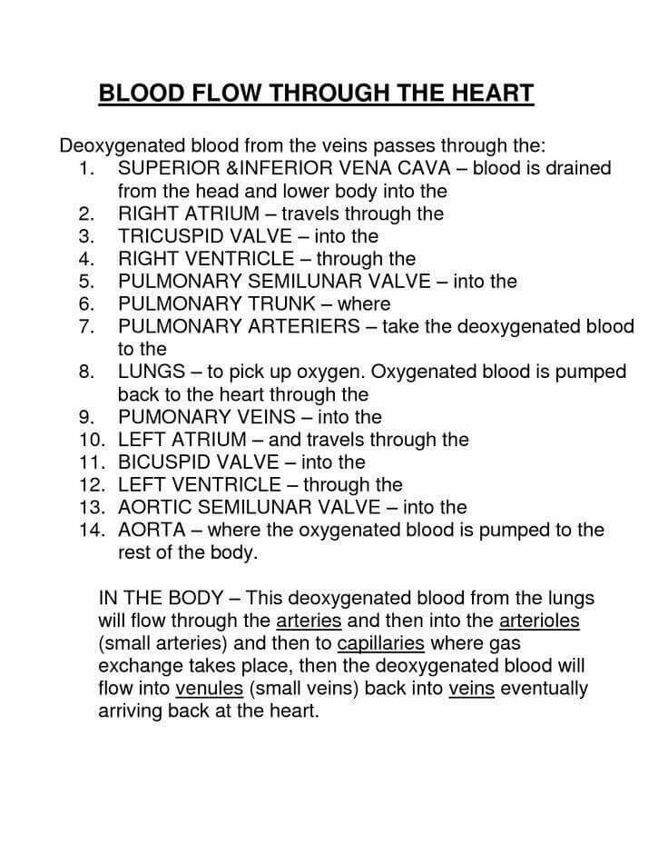 the blood flow through the heart is shown in black and white, with words above it