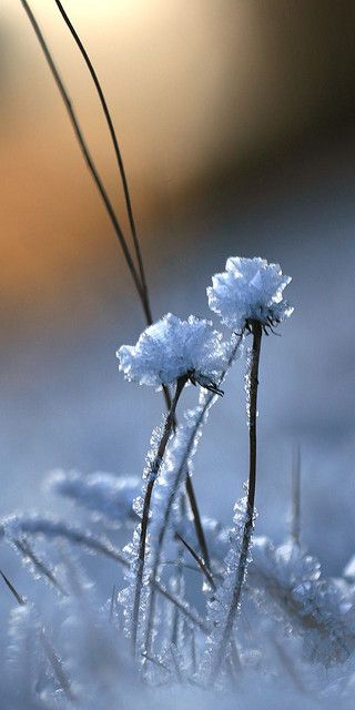 some very pretty flowers covered in ice on the ground by snow flakes and grass