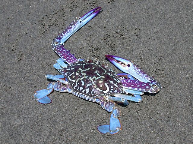 a blue and purple crab laying on the sand with its legs spread out to show it's claws