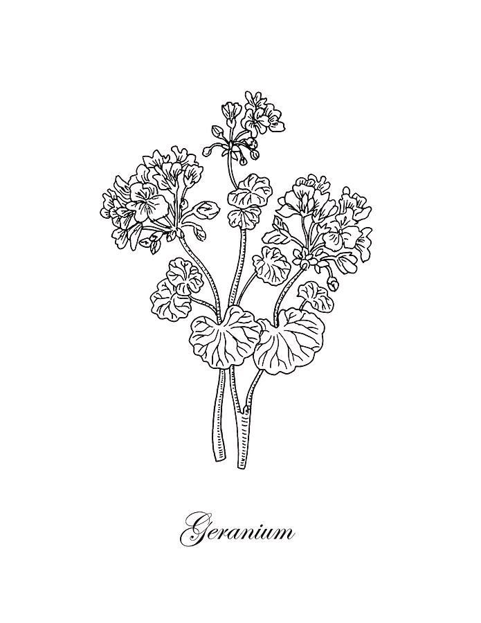 a drawing of some flowers with the word geranium in it's center