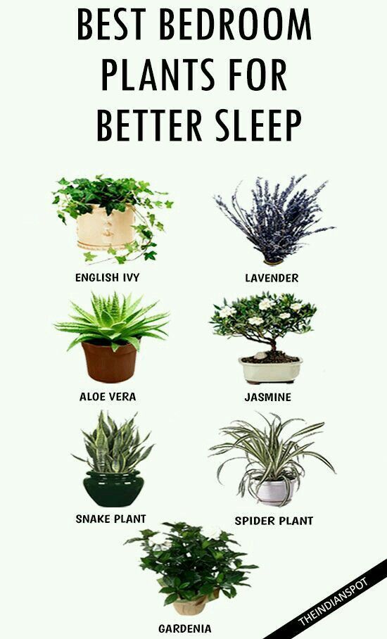 an image of plants for better sleep