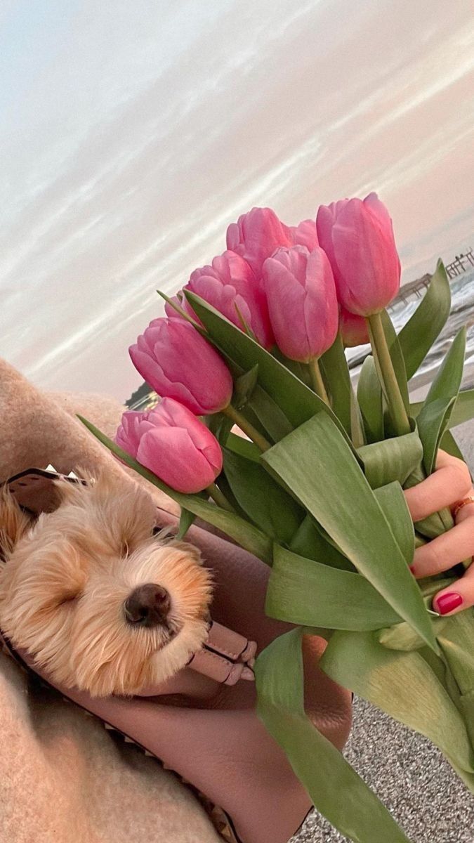 a person holding a bouquet of pink tulips with a dog in their lap