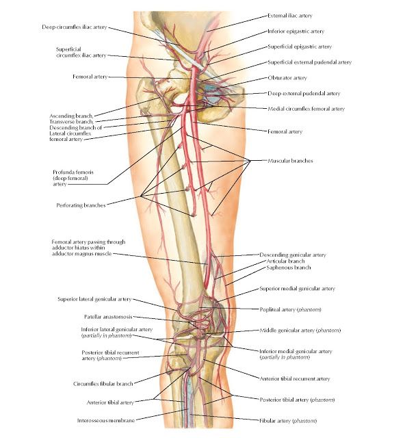 Arteries of Thigh and Knee Anatomy   External iliac artery, Inferior epigastric artery, Superficial epigastric artery, Superficial extern... Knee Anatomy, Lower Limb Muscles, Hip Anatomy, Femoral Nerve, Leg Anatomy, Human Body Organs, Human Body Anatomy, Lower Extremity, Nursing School Tips