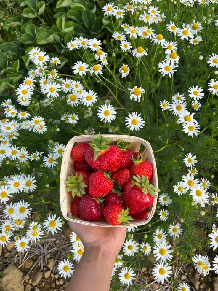 a person holding a basket full of strawberries in front of daisies and wildflowers