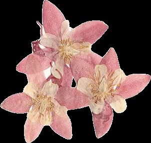 three pink and white flowers on a white background