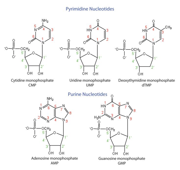 four diagrams showing the different types of hydroine nucleides and their corresponding names