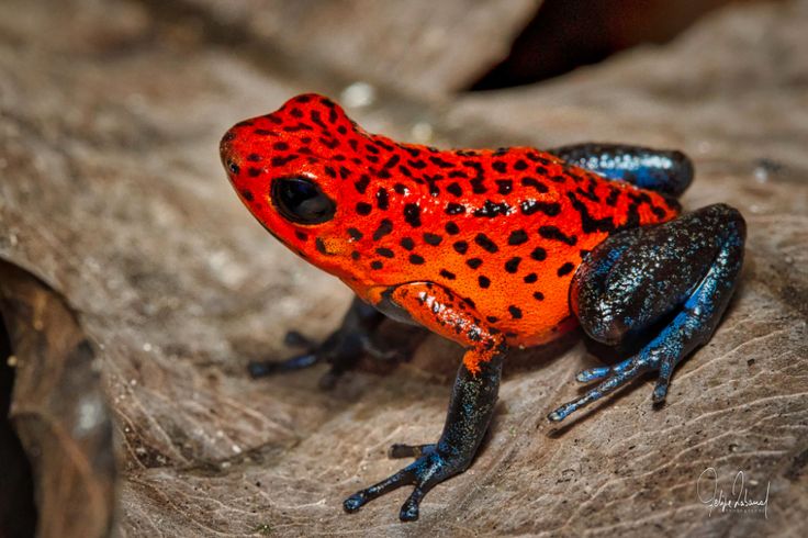 a red and black frog sitting on top of a rock