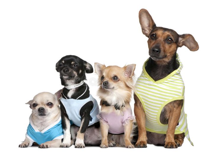 three small dogs wearing sweaters sitting next to each other in front of a white background