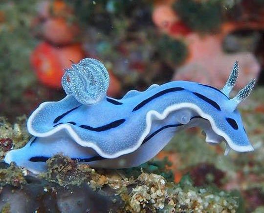 a blue and white sea slug on the ocean floor