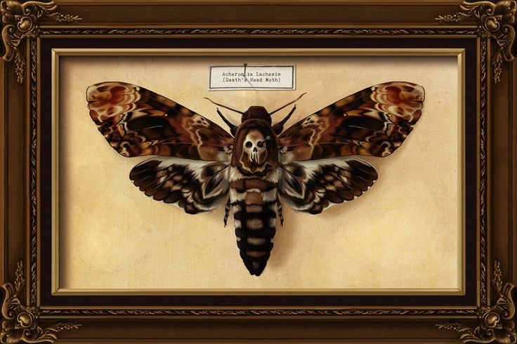 a moth is mounted on the wall in a frame with an ornate border around it