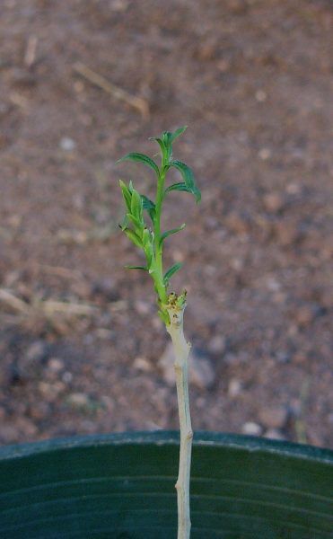 a young plant sprouts from the ground in a potted area with dirt