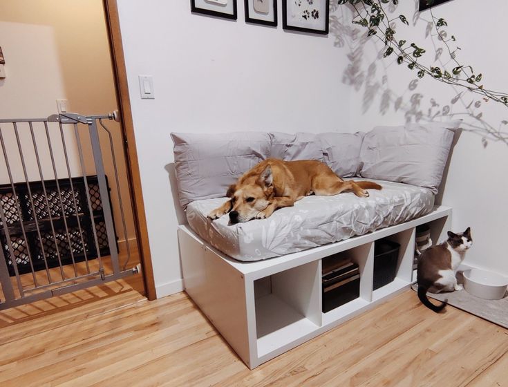 a dog laying on top of a bed next to a cat sitting in front of it