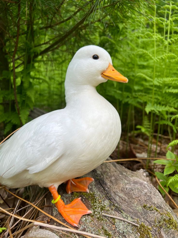 Small white domestic duck sitting on a log in a field of bright green fern plants White Call Ducks, White Ducks Aesthetic, Ducks Reference, Duck Side Profile, Duck Boots Outfit Winter, Cute Duck Pfp, Facts About Ducks, Ducks Aesthetic, Duck Reference