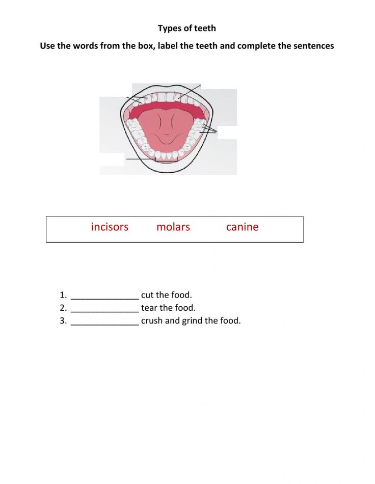 an animal's mouth is shown in this worksheet