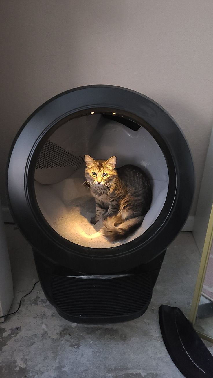 a cat is sitting in the middle of a round litter box with its eyes open