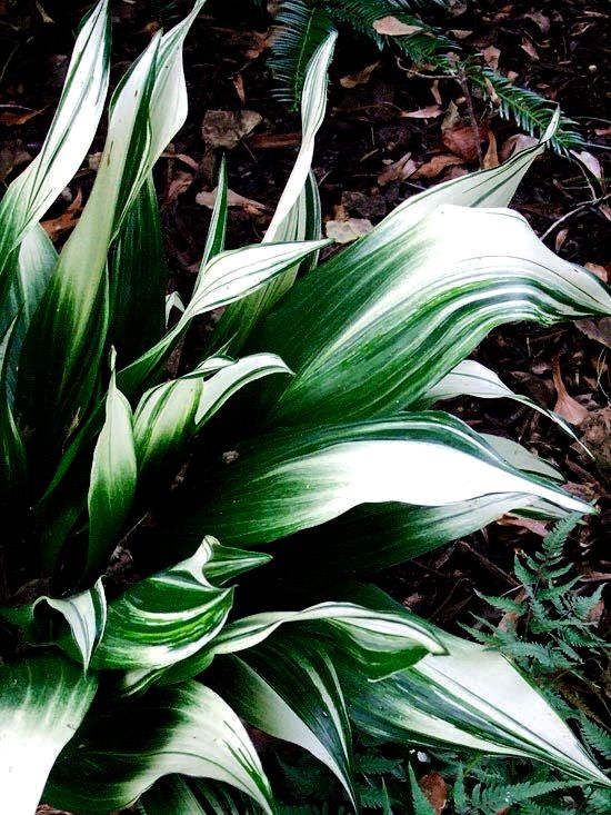 a close up of a plant with leaves in the ground near grass and mulch