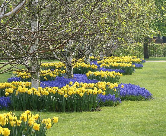 many yellow and blue flowers are in the grass near some trees with no leaves on them