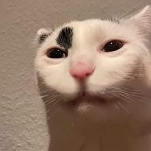 a white cat with black spots on it's face looking up at the camera