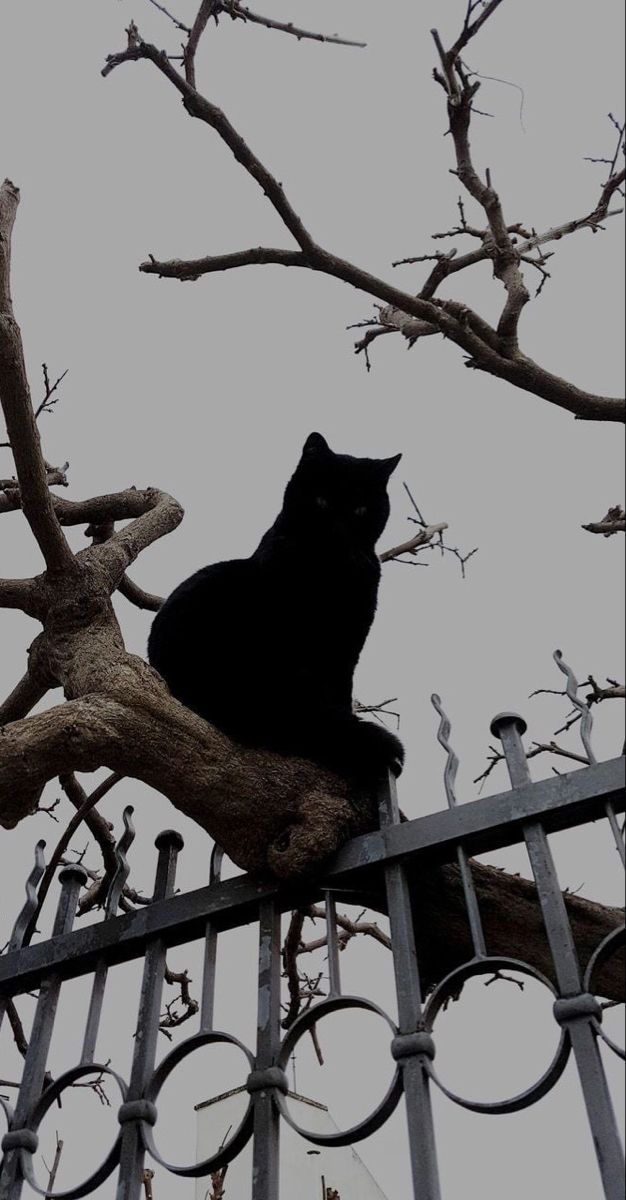 a black cat sitting on top of a tree branch in front of a metal fence