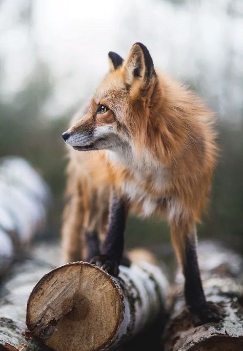 a small red fox standing on top of a log