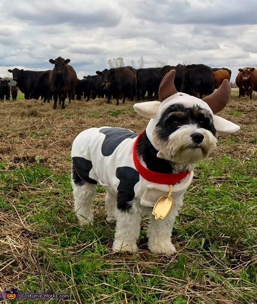 a dog wearing a cow costume standing in front of a herd of cows on a field