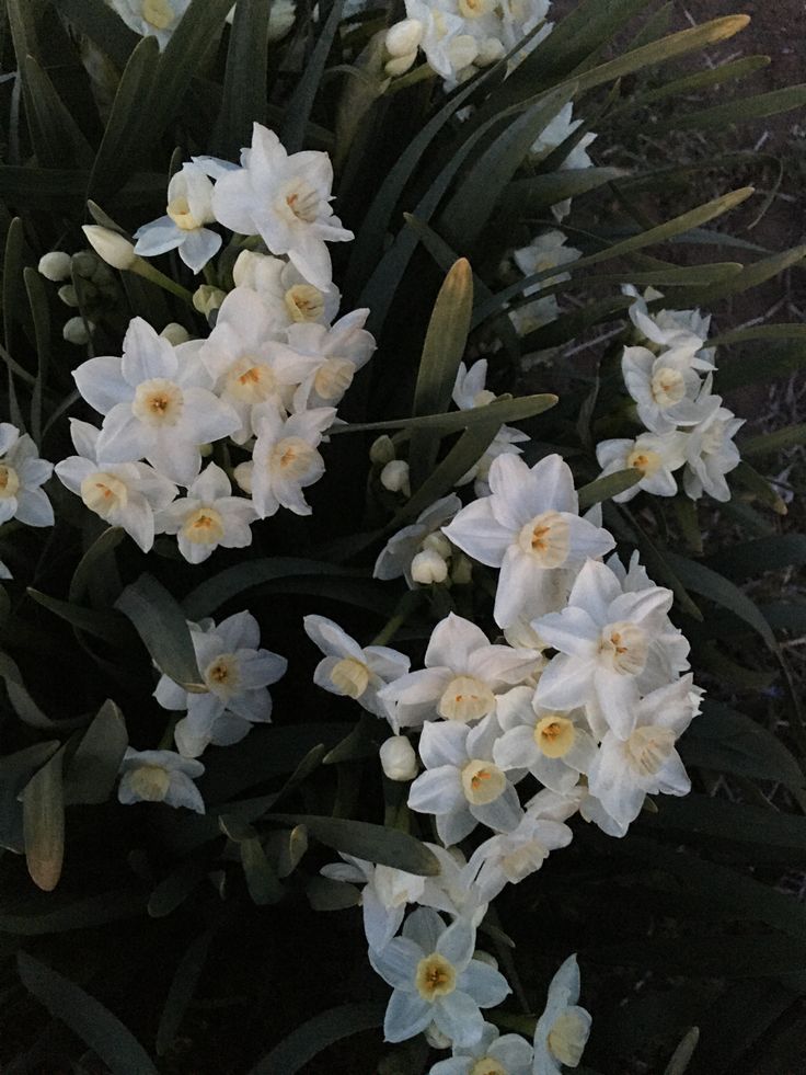 some white flowers are growing in the grass